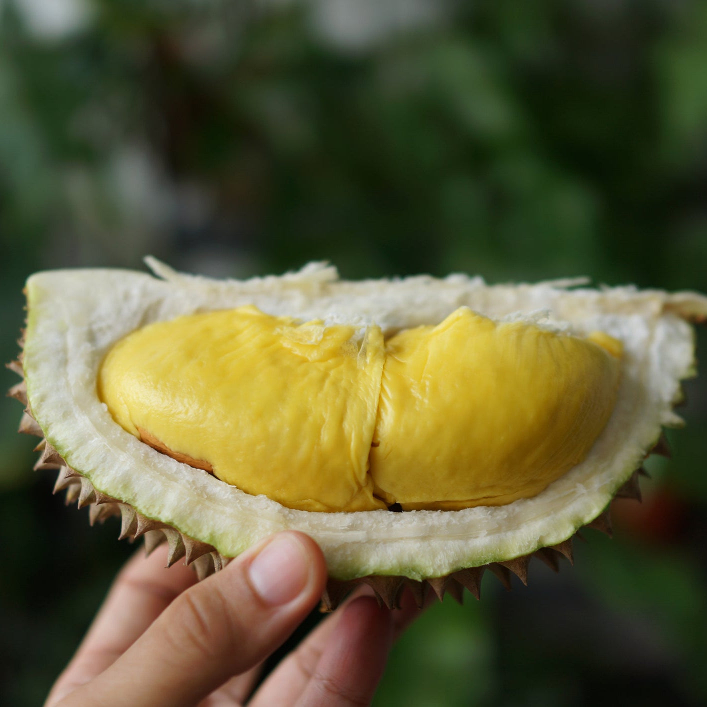 Premium Malaysian Musang King Durian (D197) - Whole Fruit