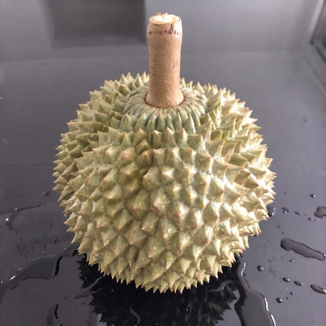 A whole Musang King durian standing stem-up on a dark counter