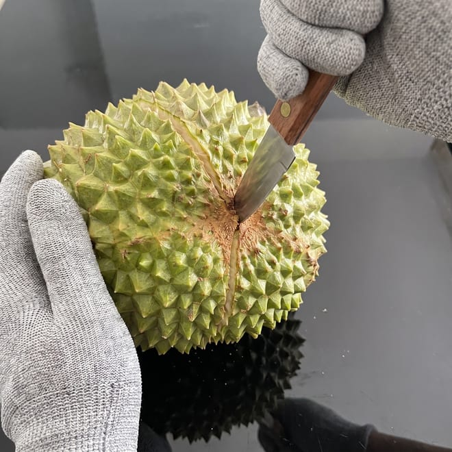 Two gloved hands working a knife along the seam to split the husk open