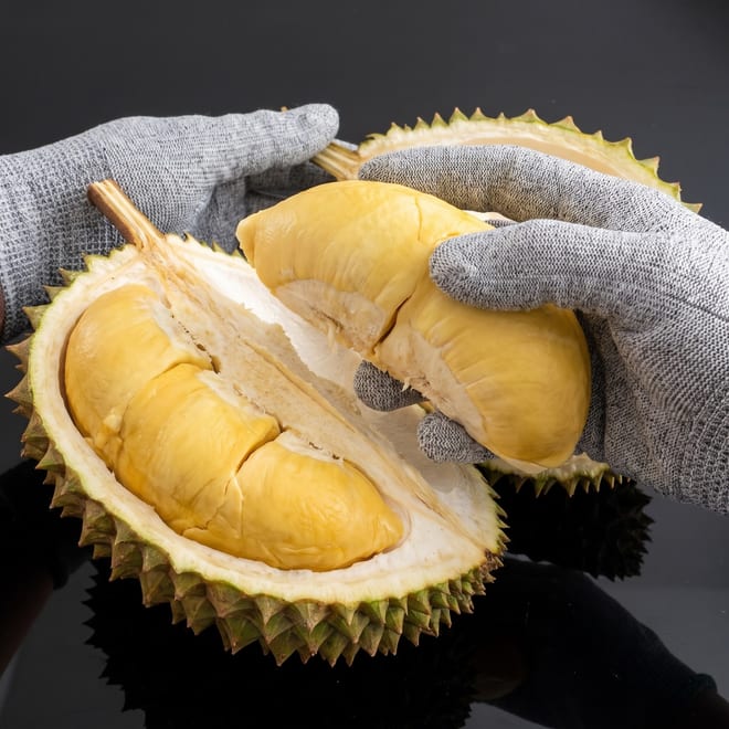 Gloved hands holding the opened husk, golden lobes inside and one lifted free